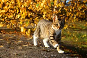 Zecken & Flöhe im Herbst – bleib wachsam für dein Fellnasenglück 🐾🍂